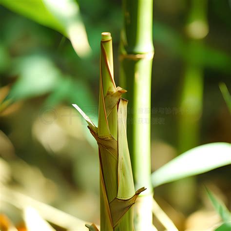 竹子根|竹（禾本科竹亚科植物）